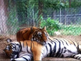 Tigers at Riverside Wildlife
